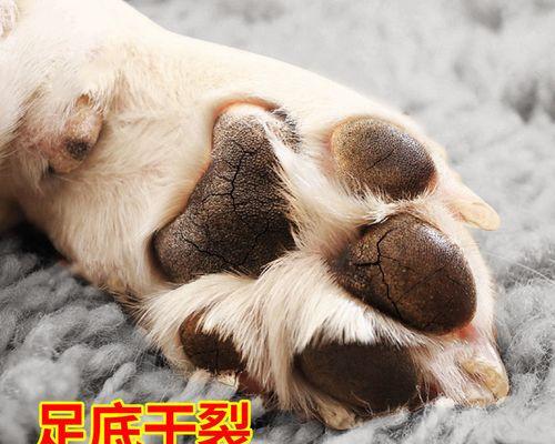 如何防止猫咪舔后爪子（养猫必须知道的5大关键点）