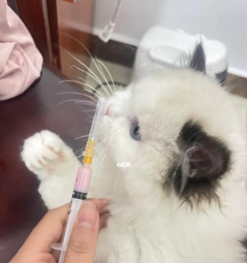 如何给宠物猫咪打针（宠物猫咪打针的正确方法）