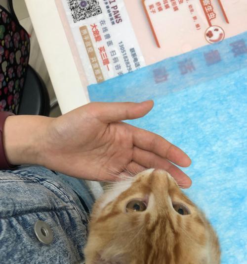 如何给宠物猫咪打针（宠物猫咪打针的正确方法）