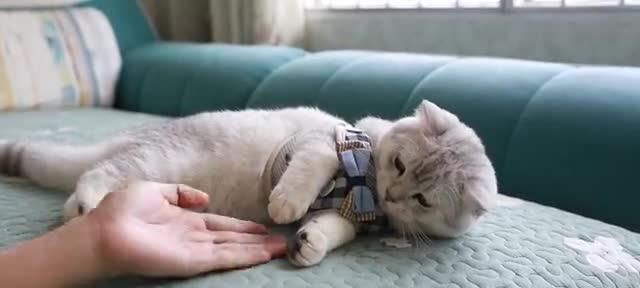 如何教你的小猫握手（宠物小技巧——培养小猫握手习惯）