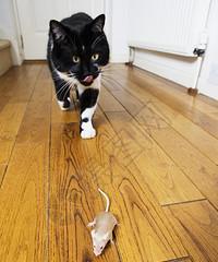 小猫捉老鼠技巧大揭秘（宠物猫如何成为老鼠恐惧的天敌）