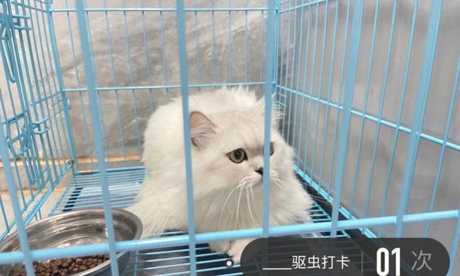 自己为宠物猫除虫，如何做（宠物猫除虫方法）