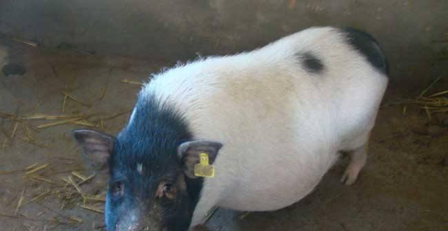喂狗乳猪料——是合理选择？