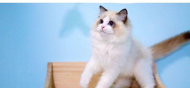 瑞典最美布偶猫盛世探秘（解析布偶猫的魅力）
