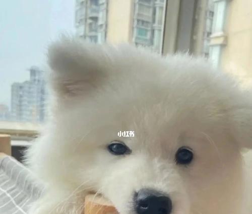 萨摩多的饮食习惯与营养需求（干狗粮和蛋黄适合萨摩多吗）