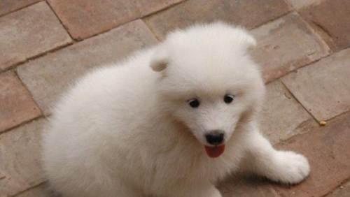 爱犬以萨摩耶狗的常见症状及防范方法（保护你的萌宠）