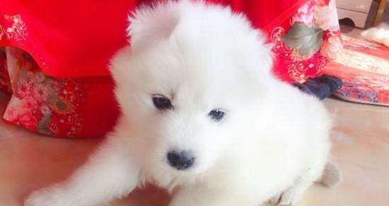 萨摩耶幼犬的营养需求——羊奶是不可缺少的（为宠物提供全面营养的必要性）