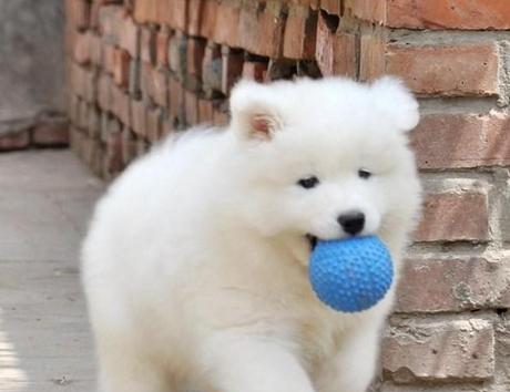 萨摩耶幼犬的营养需求——羊奶是不可缺少的（为宠物提供全面营养的必要性）