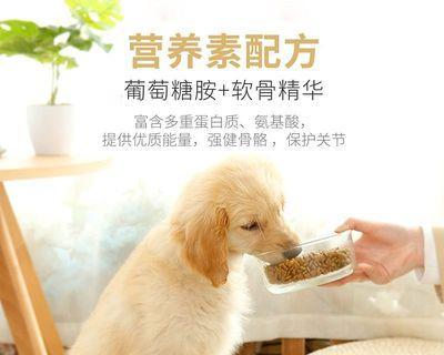 以萨摩耶幼犬狗粮吃成健康犬，从宠物到亲密伙伴（精心营养）