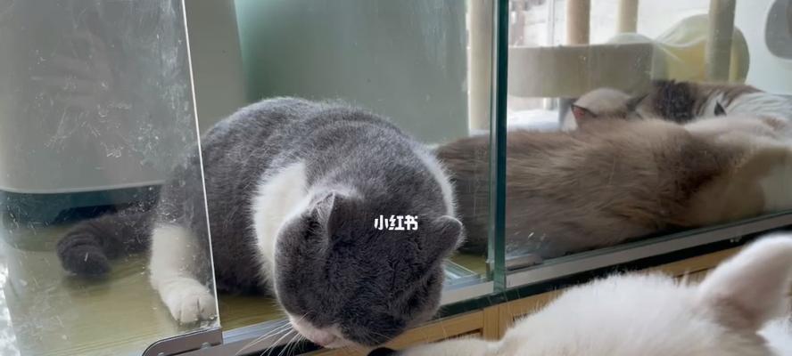 萨摩耶与猫咪的和谐相处（以宠物为主的家庭）