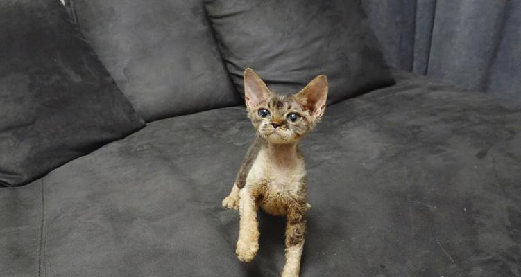 了解以赛级猫（以宠物为主的全面介绍）
