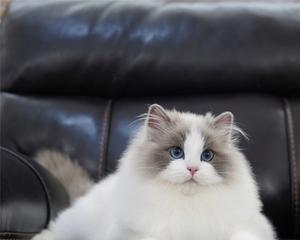 以赛级手套布偶猫（探索手套布偶猫的魅力）