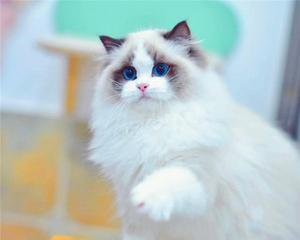 以赛级手套布偶猫（探索手套布偶猫的魅力）