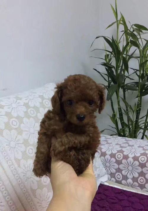 三个小泰迪的生活大小事（探寻小泰迪的养护之道）
