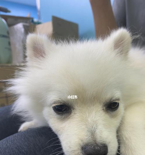 三个月的博美如何正确泡狗粮（宠物健康的关键在泡狗粮）