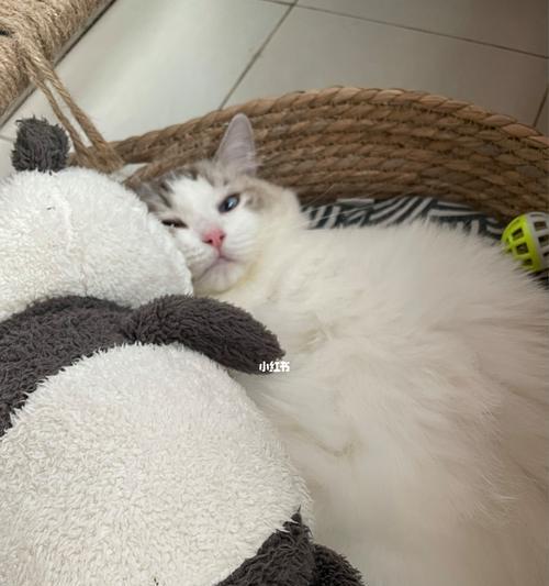 如何为三个月布偶猫自制猫粮（以宠物为主）