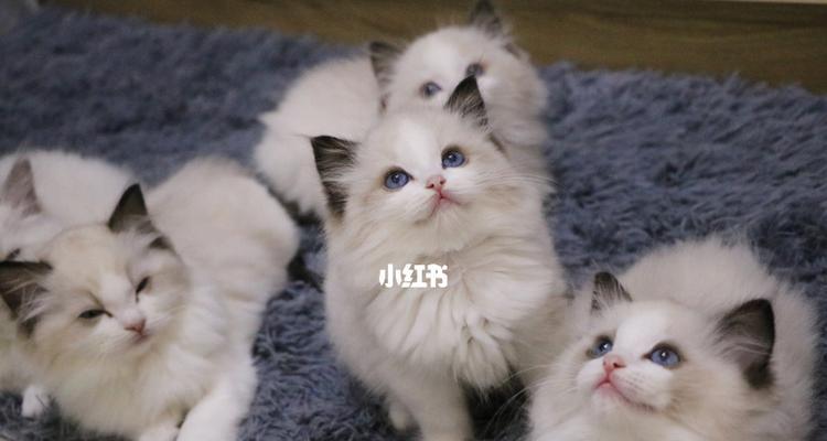 探究布偶幼猫三个月内的体重变化情况（从萌新到小肥球）
