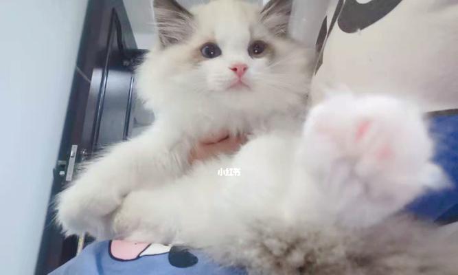 布偶猫初到家的睡眠习惯（揭秘宝贝猫瞬间变“深睡美人”的秘诀）