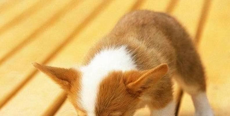 三个月大的狗狗吃撑了怎么办（以宠物为主）