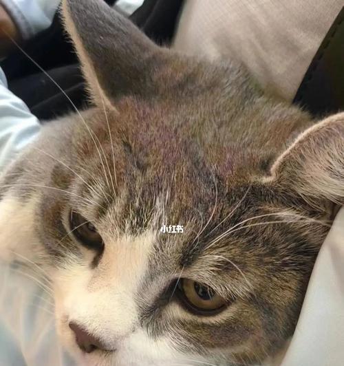 三个月大的猫咪怎么养（宠物初养必看）