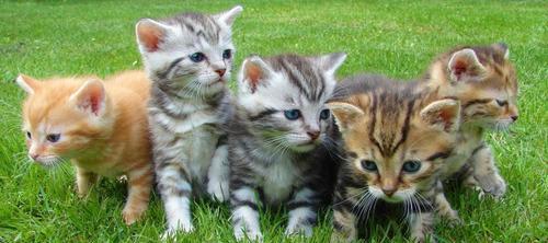 如何让三个月大的小猫拥有充足运动量？