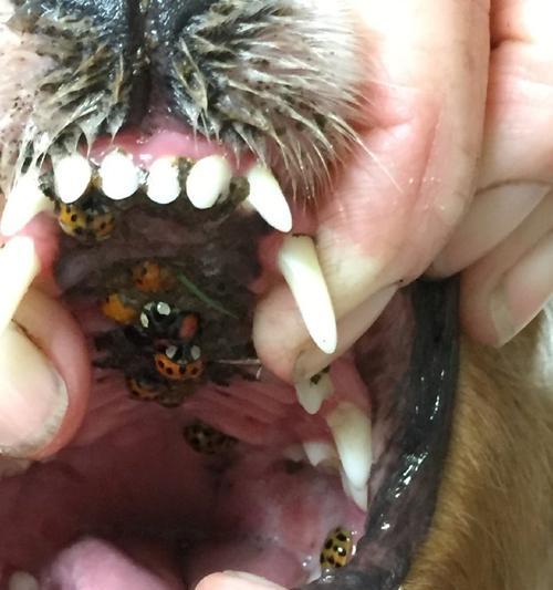 当宠物猫咪抓伤你的时候，你需要知道什么（三个月大猫咪抓伤的原因、预防与治疗）