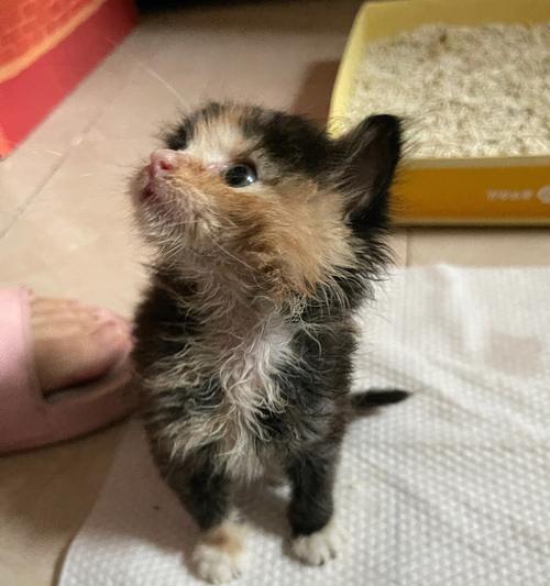 当宠物猫咪抓伤你的时候，你需要知道什么（三个月大猫咪抓伤的原因、预防与治疗）