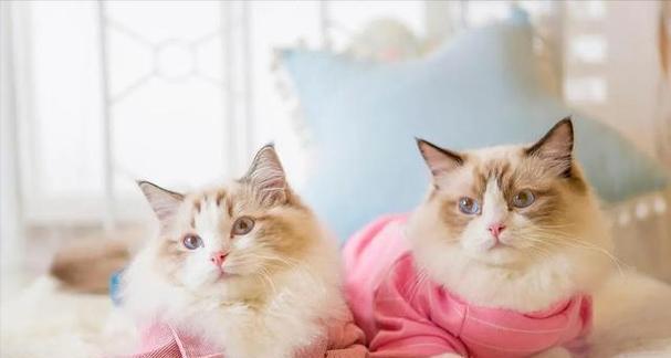 逆天颜值的布偶猫——优雅、可爱、温柔（探究布偶猫颜值之谜）