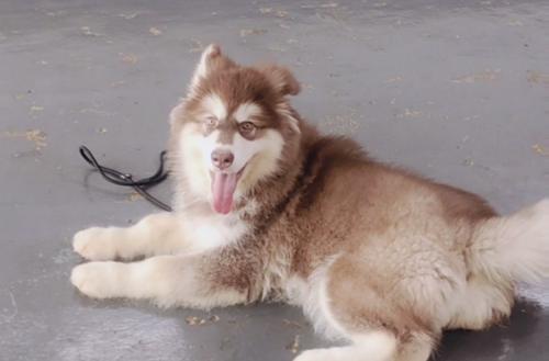 如何避免养阿拉斯加犬咬人（宠物犬攻击事件增加）