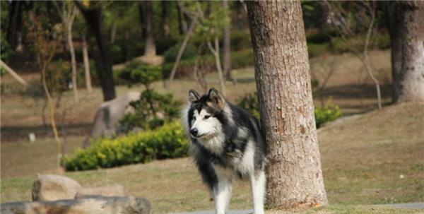 如何养好阿拉斯加犬——以宠物为主的养犬指南（注意事项）