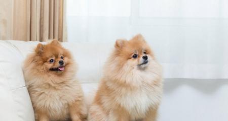 如何养护博美幼犬（萌宠的成长指南）