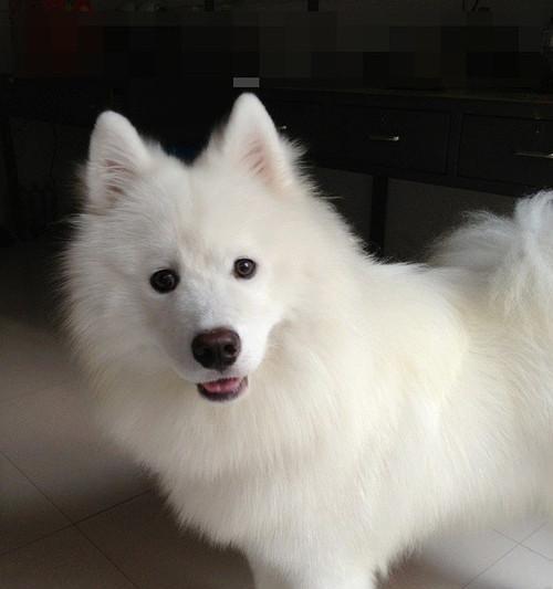 哈士奇与金毛养宠比较（探究两种犬类的性格）