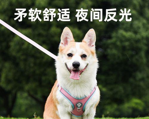 养两只不同品种的狗狗（狗狗相处之道）