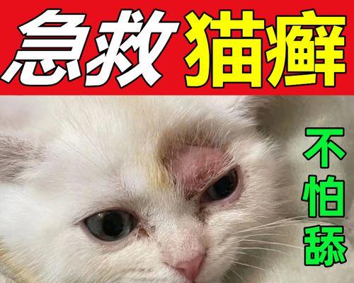 养猫咪身上痒（宠物养护知识）