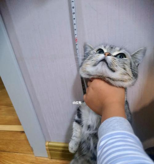 宠物猫的养护之打针必知（为什么要给猫打针）