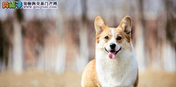 如何养一只聪明听话的狗（从宠物选择到训练技巧）
