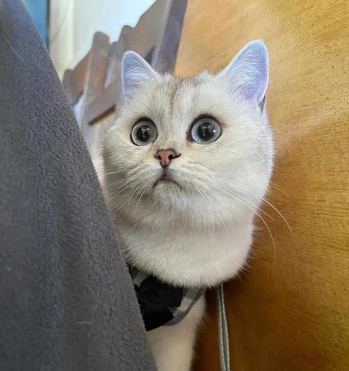 如何喂养小猫（宠物爱好者必知的小猫喂养技巧）