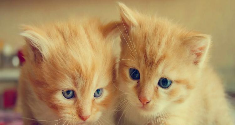 如何喂养小猫（宠物爱好者必知的小猫喂养技巧）