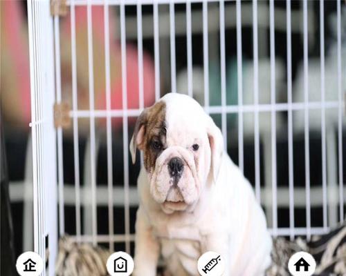 如何合理地以养英牛幼犬（宠物爱好者必知的注意事项）