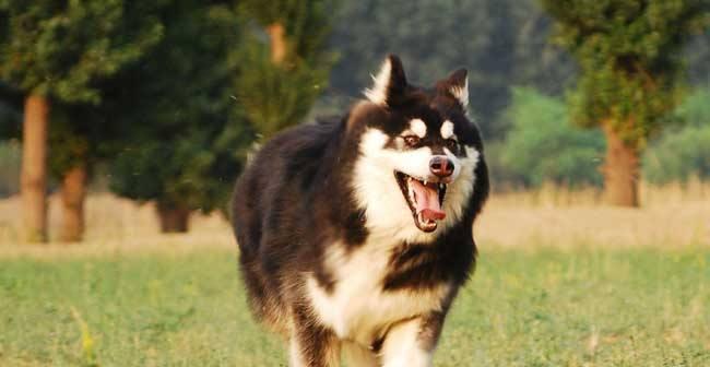 如何养一只健康快乐的阿拉斯加犬（阿拉斯加犬的品种特点）