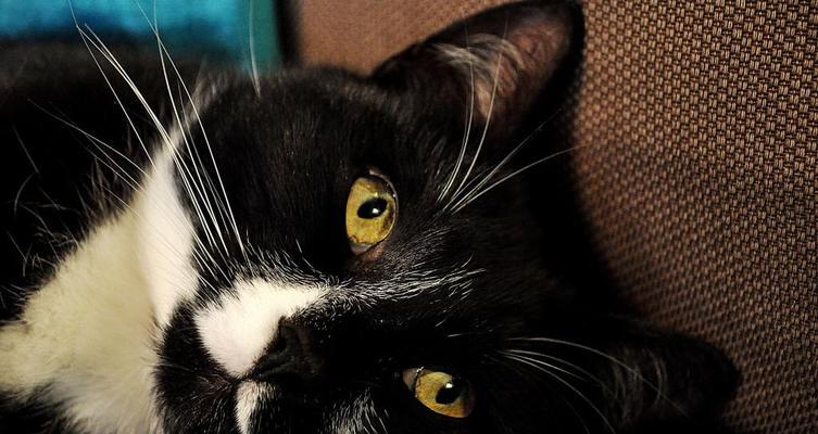 夜晚猫的眼睛之谜（揭开猫咪眼睛背后的真相）