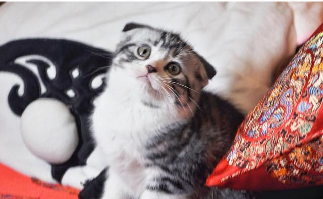 高质量的什么是折耳猫的照片
