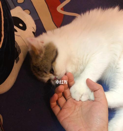 床上猫咪的“蹭”行为解析（探究猫咪“蹭人”的心理和行为习惯）