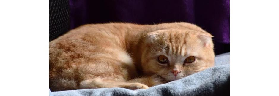为什么不能养折耳猫（揭秘折耳猫的健康隐患及影响）