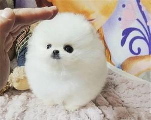如何科学喂养1-2岁的博美狗狗（掌握合理饮食和运动）