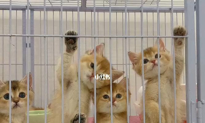 如何科学养护一个半月大的小猫咪（宠物必备——猫咪养护指南）