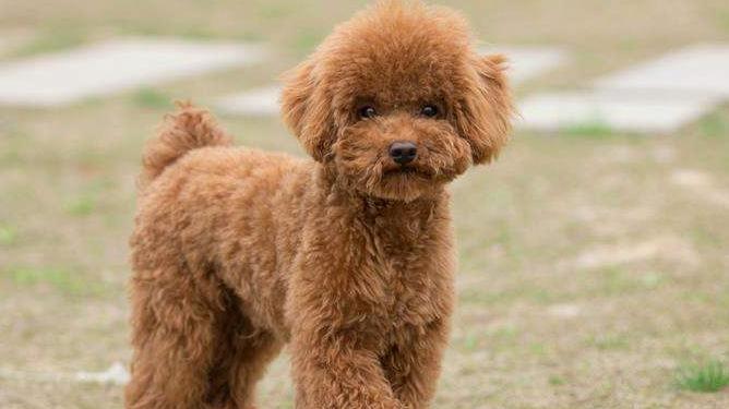 宠物泰迪能否食用蛋黄（宠物犬的蛋黄摄入量）