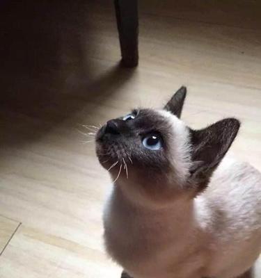 揭秘暹罗猫的体重控制秘笈（宠物爱好者必看）