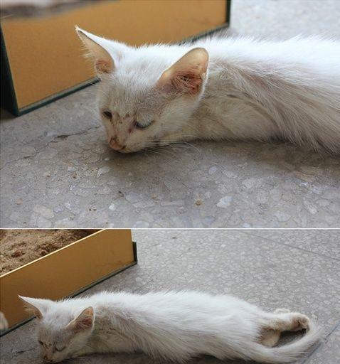 一月流浪小猫的养育之路（如何教会它成为你的好伙伴）