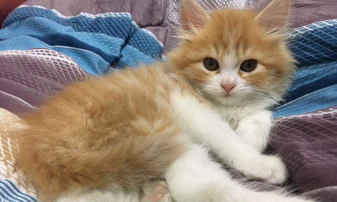 《我和小猫咪的日常生活》（一个多月的宠物猫成长见证）